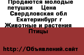 Продаются молодые петушки  › Цена ­ 500 - Свердловская обл., Екатеринбург г. Животные и растения » Птицы   